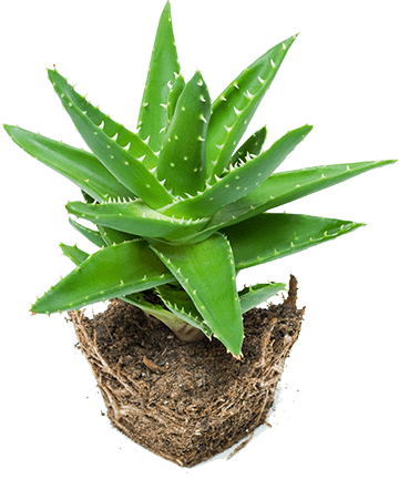 Aloe Vera Plant in Soil